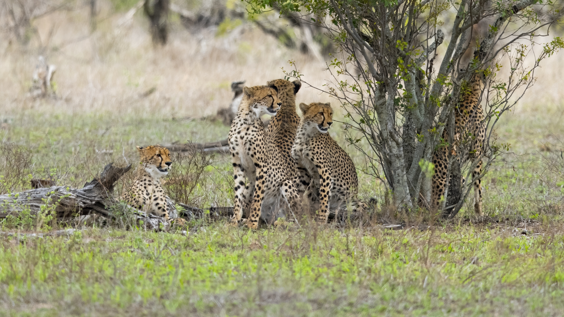 Kruger25 2025 10 31 13 41 14 ILCE 1M2 1630